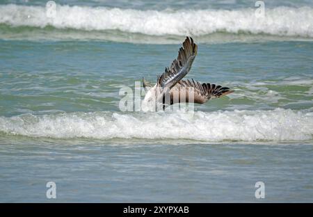 Un pellicano bruno si tuffa a testa alta, con la testa che si tuffa sotto l'onda, per gustare la triglia dalle macchie blu che scalda il surf a Ponce Inlet, Florida. Foto Stock