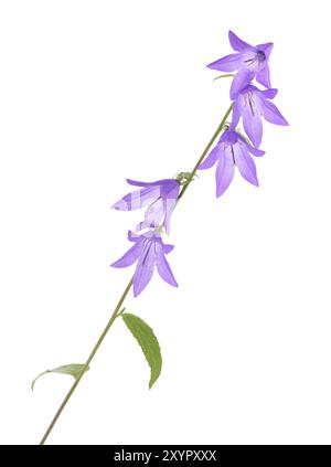 Fiori viola a forma di campana su uno stelo. Campanello strisciante isolato su bianco Foto Stock