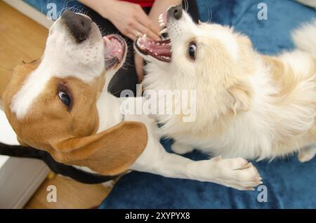 Cani che giocano insieme al chiuso su un divano sfondo a tema cane Foto Stock