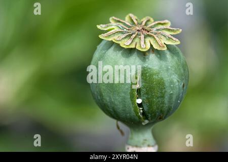 Capsula di papavero da oppio graffiata Foto Stock