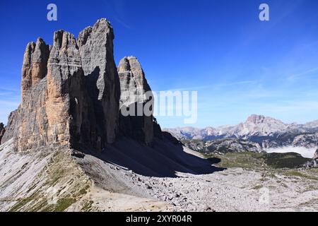 Tre alberi di cannella Foto Stock