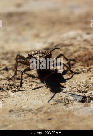 Curioso Foto Stock