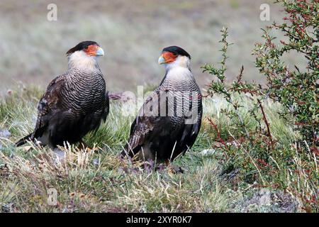 Crested Caracara Foto Stock