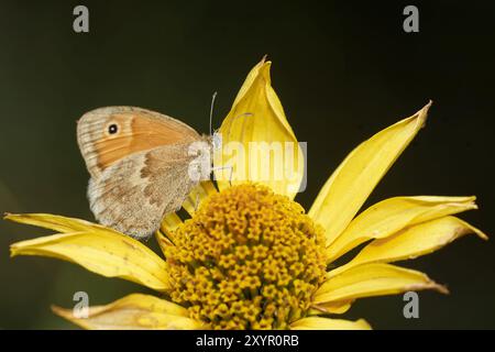 Minore Meadowbird Foto Stock