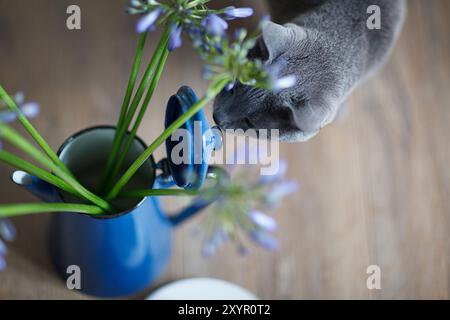 Un gatto curioso ispeziona i fiori in erba Foto Stock