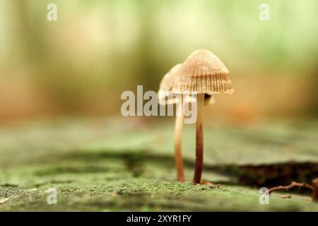 Funghi che crescono su un tronco di albero morto nella foresta Foto Stock