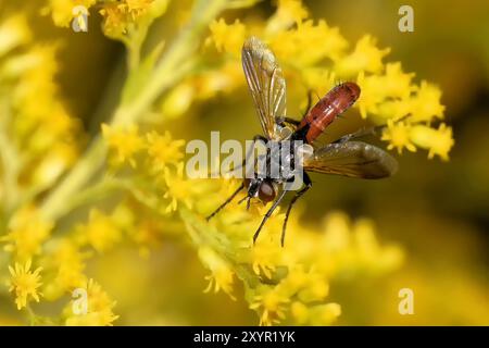 Cylindromyia bicolor Foto Stock