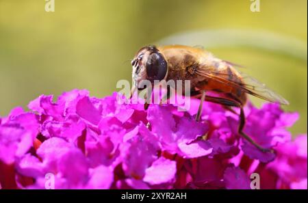 Ape di sterco Foto Stock