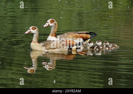 Famiglia d'oca egiziana Foto Stock