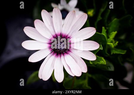 Foto concettuale di margherite in giardino Foto Stock