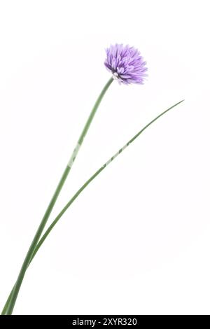 Fiori di erba cipollina (Allium schoenoprasum), fiore viola su stelo verde isolato su bianco Foto Stock