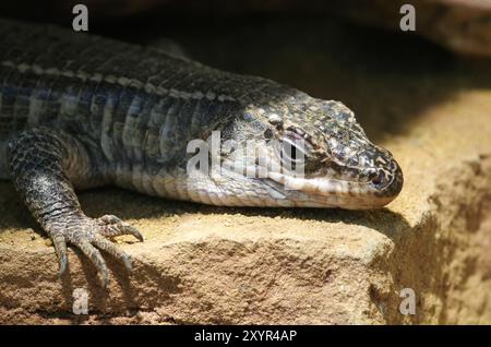 Felsen-Schildechse, Gerrhosaurus validus, lucertola placcata gigante Foto Stock