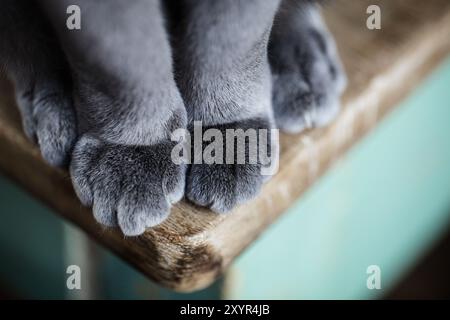Primo piano delle zampe di un gatto di pedigree blu russo seduto Foto Stock