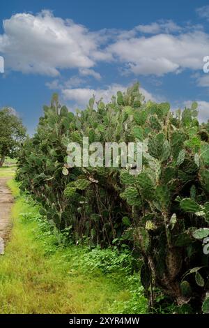 Un sentiero tortuoso attraversa un campo vivace pieno di varie piante di cactus sotto un cielo azzurro Foto Stock