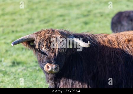 Una bella mucca bruna delle Highlands che pascolano in un campo nel periodo autunnale Foto Stock