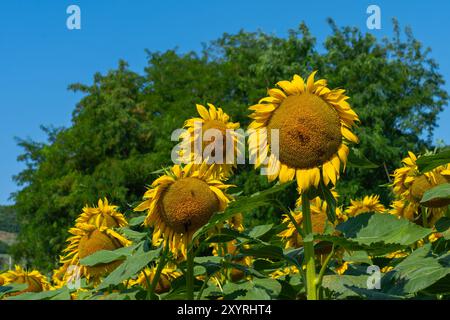 Si vede un campo di girasole. Il girasole comune (Helianthus annuus) è una specie di grande forb annuale della famiglia delle margherite Asteraceae. Foto Stock