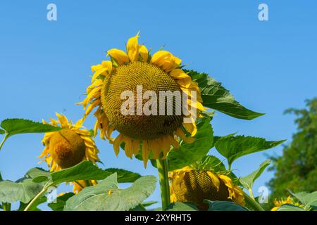 Si vede un campo di girasole. Il girasole comune (Helianthus annuus) è una specie di grande forb annuale della famiglia delle margherite Asteraceae. Foto Stock