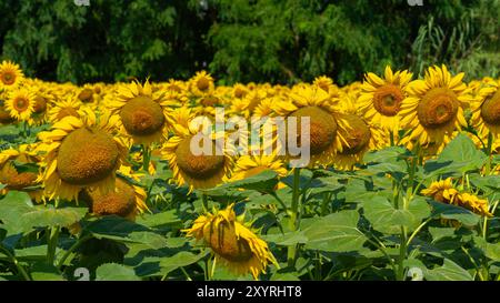 Si vede un campo di girasole. Il girasole comune (Helianthus annuus) è una specie di grande forb annuale della famiglia delle margherite Asteraceae. Foto Stock