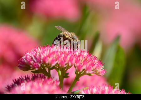 Primo piano del polline che raccoglie le api sul fiore della pianta di Sedum in un giardino esterno nell'Ontario meridionale durante l'estate. Foto Stock
