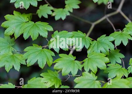 Vine Maple, Acer circinatum, nella foresta di Staircase, Olympic National Park, Washington State, USA Foto Stock