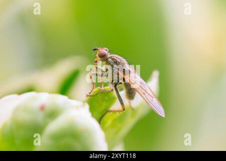 Primo piano di un insetto Scathophaga stercoraria, noto anche come mosca gialla del letame o mosca dorata del letame, che poggia su una foglia verde Foto Stock