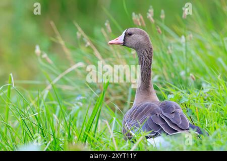 Primo piano di una grande oca dalla fronte bianca, Anser albifrons, che si forgia in un prato verde Foto Stock