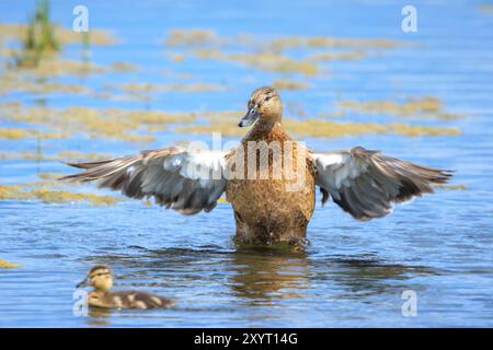 Una femmina di anatra mallard, Anas platyrhynchos, che nuota verso la telecamera. Foto Stock