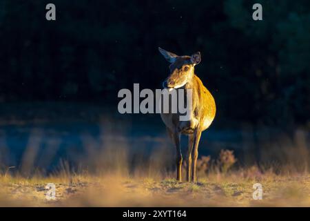 Femmina rosso cervo doe o hind Cervus elaphus in un prato con erica viola di fronte a una foresta in una giornata di sole. Foto Stock