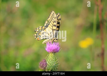 La coda di rondine del Vecchio mondo è anche una comune farfalla gialla a coda di rondine, il Papilio machaon, che dà da mangiare al nettare di un fiorifero viola in un bellissimo prato Foto Stock