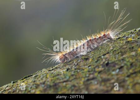 Falena zingara o falena spugnosa , dispar di Lymantria, bruco strisciante e arrampicata. Viene utilizzata la tecnica di messa a fuoco selettiva. Foto Stock