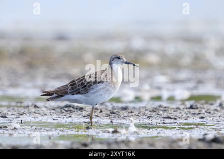 Primo piano di un Ruff, un pugnax di Calidris, un uccellino che si allena nelle zone umide Foto Stock