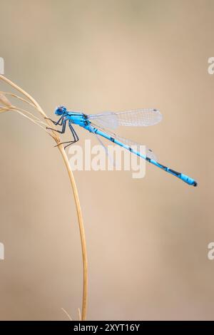 Macro Close-up di un comune damselfly blu, comune bluet, o northern blue Enallagma cyathigerum, appoggiato su una foglia di erba verde con le sue ali lungo Foto Stock