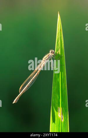 Comune fanciulla invernale, Sympecma fusca, appoggiata su un fusto. Si possono trovare tutto l'anno in quanto durante l'inverno da adulto. Foto Stock