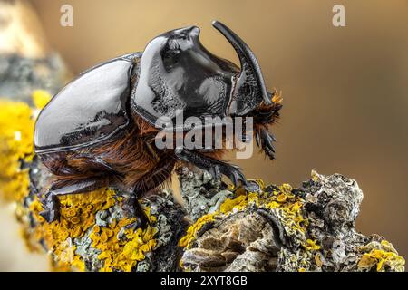 Scarabeo rinoceronte (Oryctes nasicornis) su un ramo coperto di lichene giallo. Foto Stock