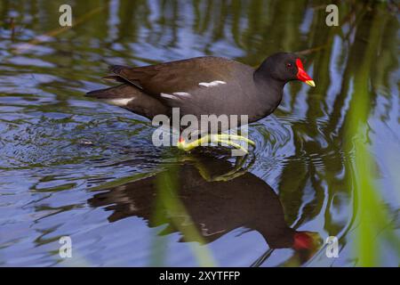 Un moorhen comune (Gallinula chloropus) in uno stagno. Un parco a Kanagawa, in Giappone. Foto Stock