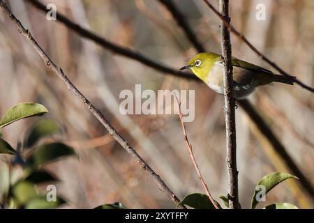 Uccello giapponese o di montagna a occhio bianco (Zosterops japonicus) arroccato sui rami di un albero in un parco a Kanagawa, in Giappone. Foto Stock