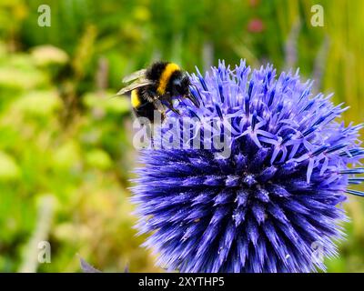 Primo piano di bombus Terrestris bumblebee che impollina fiori di echinops viola fiore di cardo globo in un giardino estivo floreale su un rigoglioso sfondo verde Foto Stock