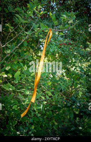 un nastro arancione legato a un piccolo brach in un albero che soffia con una leggera brezza Foto Stock