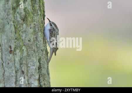 Treecreeper eurasiatico su un albero. Treecreeper in cerca di cibo Foto Stock