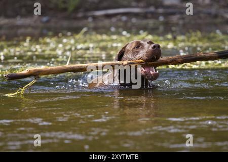 Labrador Retriever recupera un bastone piuttosto grande da un fiume Foto Stock