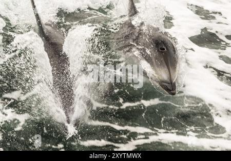 Due delfini a strisce bianche attraversano la superficie dell'acqua per prendere fiato Foto Stock