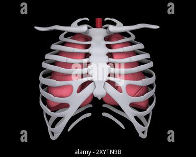 Immagine concettuale di polmoni umani e gabbia costale Foto Stock