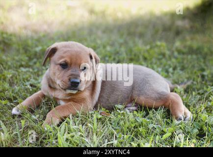 Vista laterale di adorabile calma purebred cucciolo marrone sdraiato su erba verde nel parco in estate giorno Foto Stock