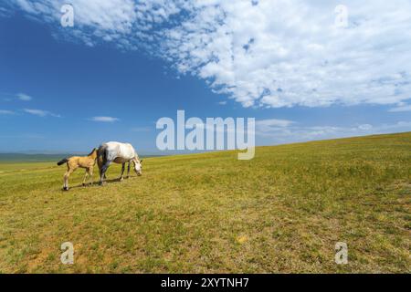 Due cavalli selvaggi di pascolare su una collina sulla vasta steppa mongola in Mongolia rurale Foto Stock