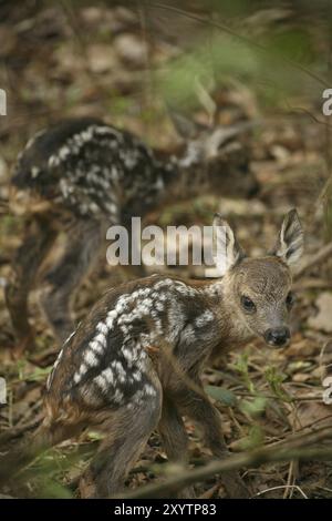 Due fawn che sembrano essere appena nati (fauna selvatica, fotografata nella foresta locale) Foto Stock