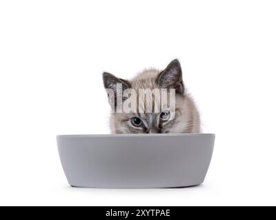 Gattino per gatto della casa espressivo, con motivo a punta di tabby, seduto dietro una ciotola grigia. Entra nella ciotola, guardando il bordo dritto verso la fotocamera. Isolato Foto Stock