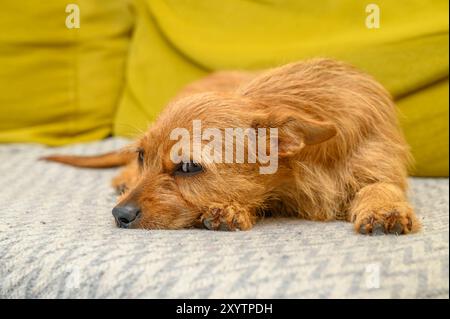 Piccolo barboncino rosso disteso su un divano del soggiorno Foto Stock