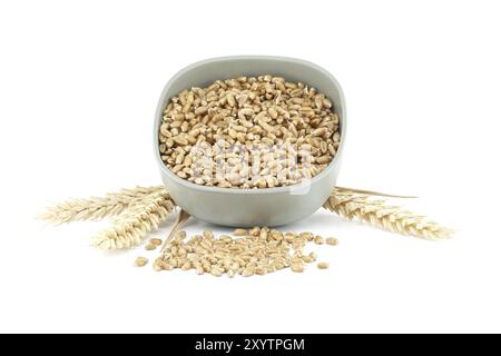 Recipiente in ceramica grigia ripieno di grani di grano e gambi di grano posizionati accanto al recipiente Foto Stock