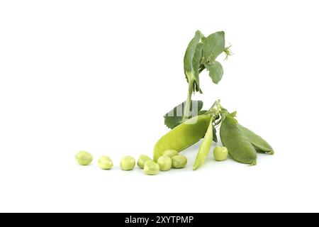 Cialde di piselli freschi da giardino con foglie verdi isolate su sfondo bianco, piselli dolci o piselli inglesi raccolti prima della piena maturità Foto Stock