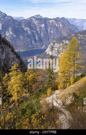 Vista dalle pendici dei monti Dachstein al sentiero escursionistico che porta alla grotta di ghiaccio. Lago Hallstatt sullo sfondo. Larici gialli. Autunno, bene Foto Stock